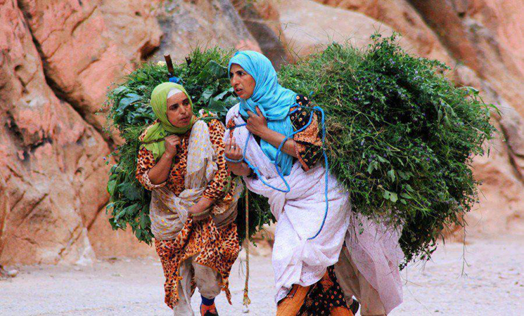 العالم القروي يتغير و النساء في واجهة الاقتصاد المحلي بالمغرب